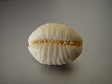 Grooved Seashell.jpg